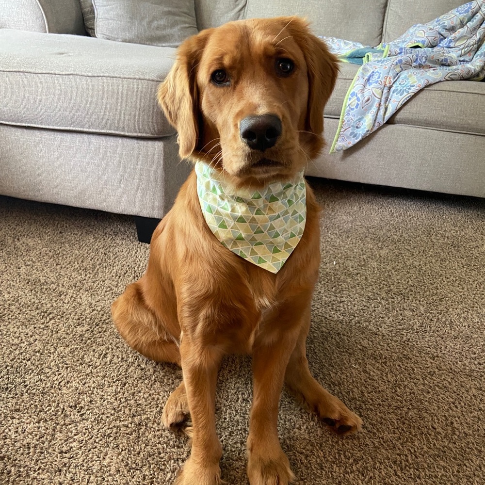 🟥Custom Handmade Reversible Dog Bandanas!